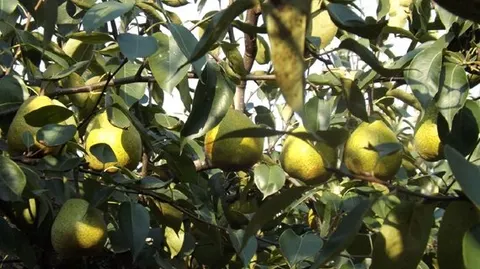 莱阳梨