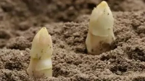 东山白芦笋