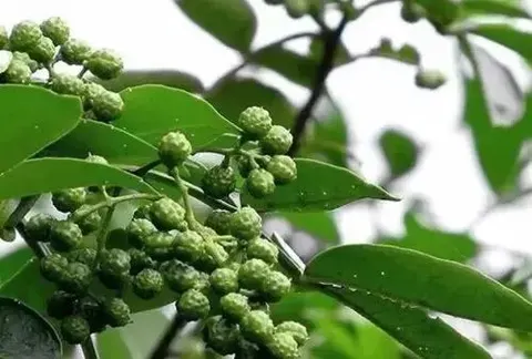 江津花椒