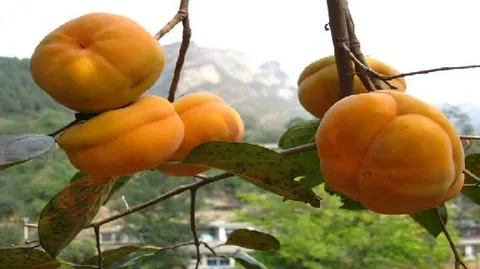 房山磨盘柿