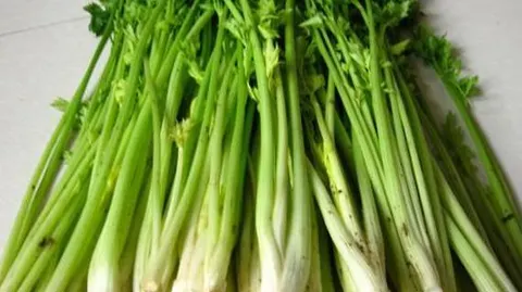 马家沟芹菜
