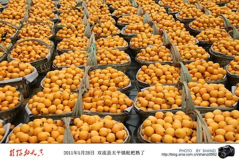 双流枇杷