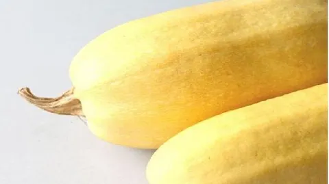 崇明金瓜