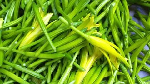 淮阳黄花菜