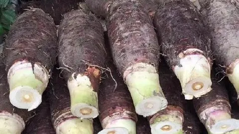 张溪香芋