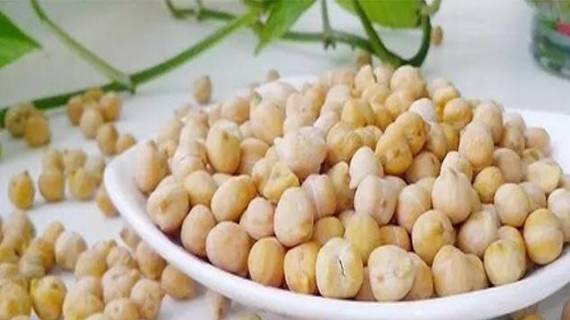 木垒鹰嘴豆