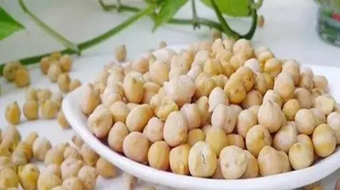 木垒鹰嘴豆