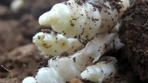 贺兰螺丝菜