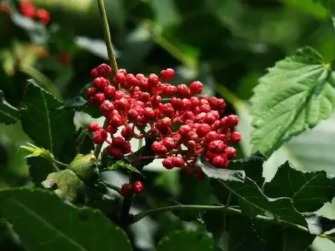 芮城花椒