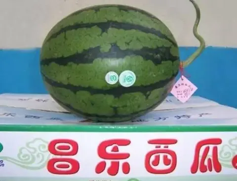 昌乐西瓜