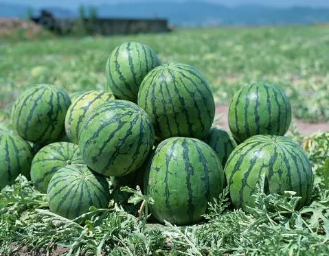 青铜峡西瓜