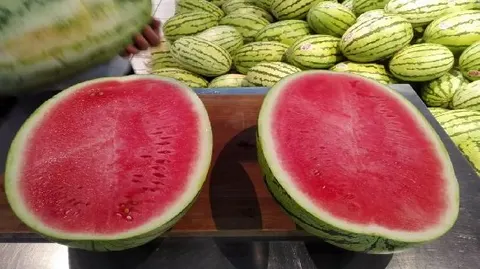 马家湖西瓜