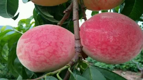 蒙阴蜜桃