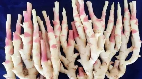 江永香姜
