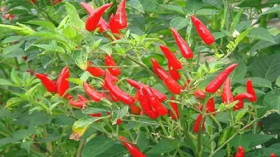 永安鸡爪椒