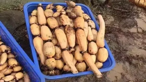 新垦莲藕