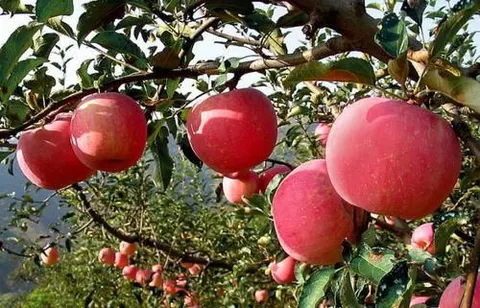 沂源苹果
