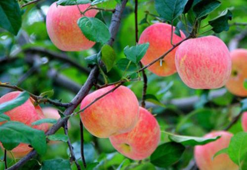 庆阳苹果