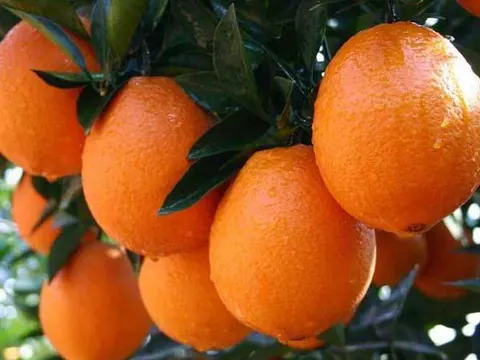 邻水脐橙