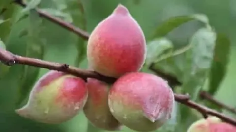 开远蜜桃