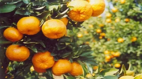 顺昌芦柑