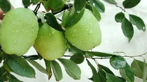 郧阳木瓜