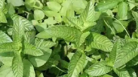 派潭凉粉草