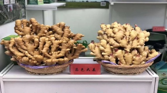 昌邑大姜