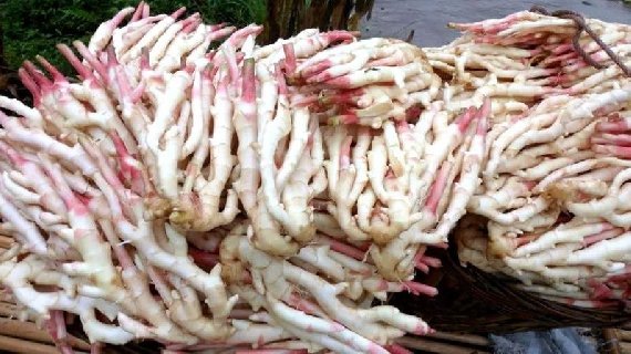 犍为麻柳姜