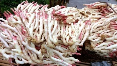 犍为麻柳姜