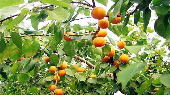 阿力玛里树上干杏