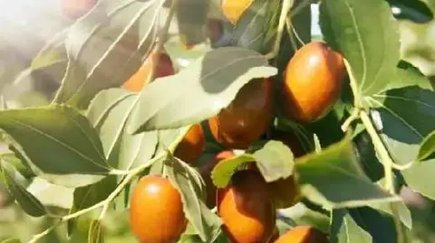朝阳大枣