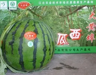 大黄埠西瓜