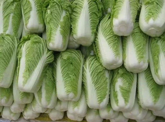 滕州大白菜