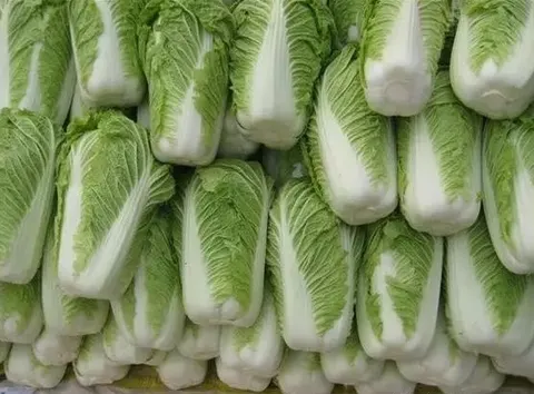 滕州大白菜