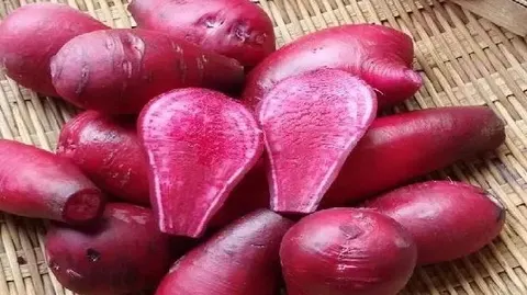 仪陇胭脂萝卜