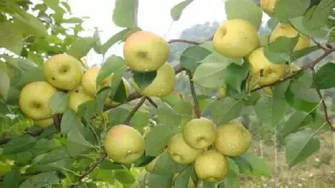 文山他披梨