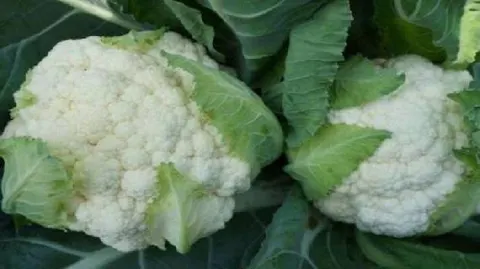 榆中菜花