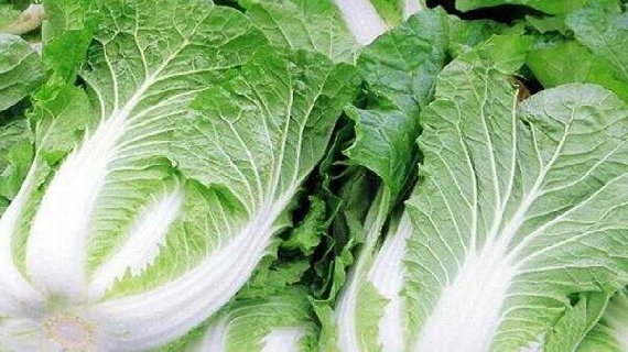 榆中大白菜