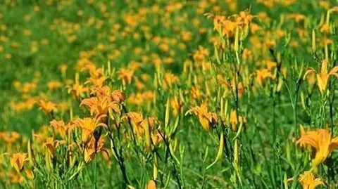 德化黄花菜