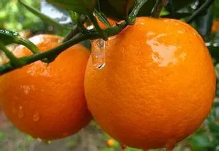 红格脐橙