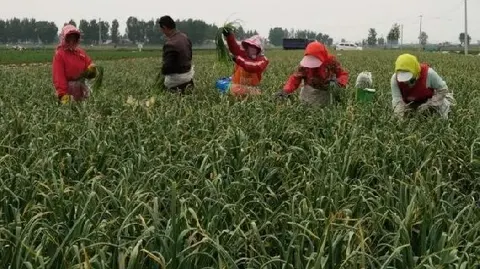 仁兆蒜薹