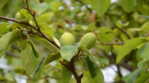 宣木瓜