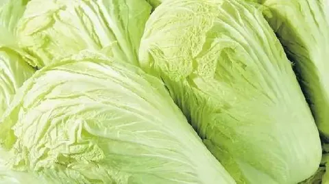 获嘉大白菜