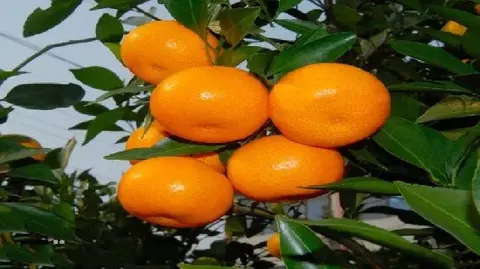 新余蜜桔
