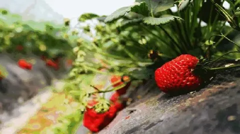 荣成草莓