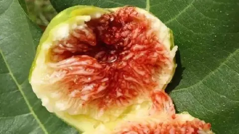 荣成无花果