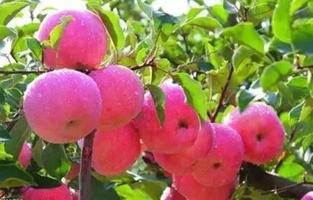 文登苹果