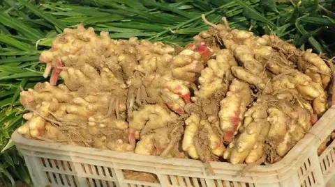 沂水生姜