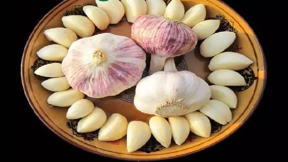 长凝大蒜